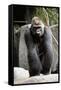 Gorilla Prancing on Rock Display-Ray Foli-Framed Stretched Canvas