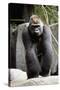 Gorilla Prancing on Rock Display-Ray Foli-Stretched Canvas