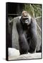 Gorilla Prancing on Rock Display-Ray Foli-Framed Stretched Canvas