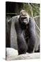 Gorilla Prancing on Rock Display-Ray Foli-Stretched Canvas