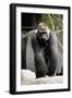 Gorilla Prancing on Rock Display-Ray Foli-Framed Photographic Print