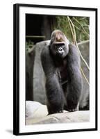 Gorilla Prancing on Rock Display-Ray Foli-Framed Photographic Print