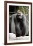 Gorilla Prancing on Rock Display-Ray Foli-Framed Photographic Print