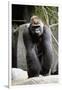 Gorilla Prancing on Rock Display-Ray Foli-Framed Photographic Print