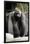 Gorilla Prancing on Rock Display-Ray Foli-Framed Photographic Print