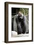 Gorilla Prancing on Rock Display-Ray Foli-Framed Photographic Print