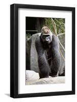 Gorilla Prancing on Rock Display-Ray Foli-Framed Photographic Print