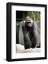 Gorilla Prancing on Rock Display-Ray Foli-Framed Photographic Print