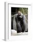 Gorilla Prancing on Rock Display-Ray Foli-Framed Photographic Print