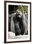 Gorilla Prancing on Rock Display-Ray Foli-Framed Photographic Print