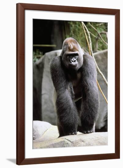 Gorilla Prancing on Rock Display-Ray Foli-Framed Photographic Print