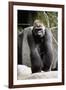 Gorilla Prancing on Rock Display-Ray Foli-Framed Photographic Print