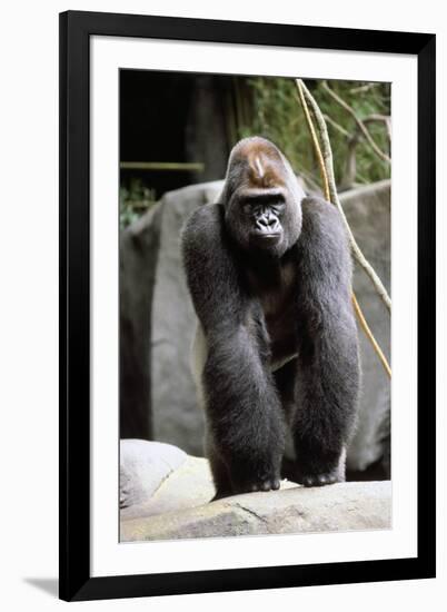 Gorilla Prancing on Rock Display-Ray Foli-Framed Photographic Print