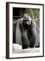 Gorilla Prancing on Rock Display-Ray Foli-Framed Photographic Print