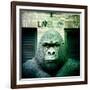 Gorilla Sculpture-Craig Roberts-Framed Photographic Print