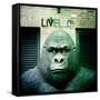 Gorilla Sculpture-Craig Roberts-Framed Stretched Canvas