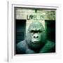 Gorilla Sculpture-Craig Roberts-Framed Photographic Print