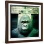 Gorilla Sculpture-Craig Roberts-Framed Photographic Print