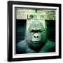 Gorilla Sculpture-Craig Roberts-Framed Photographic Print