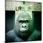 Gorilla Sculpture-Craig Roberts-Mounted Photographic Print