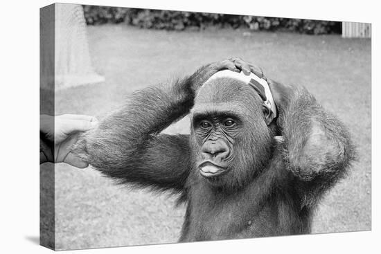 Gorilla Smashing Soccer Ball on Head-null-Stretched Canvas