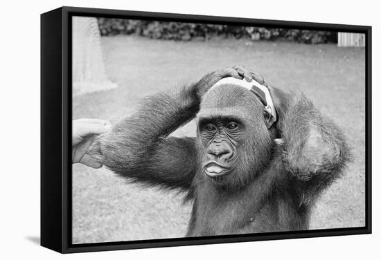 Gorilla Smashing Soccer Ball on Head-null-Framed Stretched Canvas