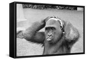 Gorilla Smashing Soccer Ball on Head-null-Framed Stretched Canvas