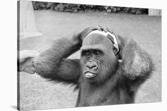 Gorilla Smashing Soccer Ball on Head-null-Stretched Canvas