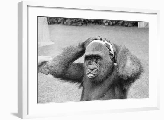 Gorilla Smashing Soccer Ball on Head-null-Framed Photographic Print
