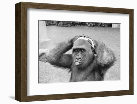 Gorilla Smashing Soccer Ball on Head-null-Framed Photographic Print