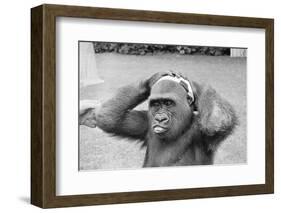 Gorilla Smashing Soccer Ball on Head-null-Framed Photographic Print