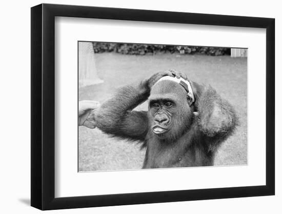 Gorilla Smashing Soccer Ball on Head-null-Framed Photographic Print