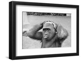 Gorilla Smashing Soccer Ball on Head-null-Framed Photographic Print