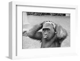 Gorilla Smashing Soccer Ball on Head-null-Framed Photographic Print