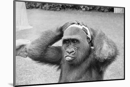 Gorilla Smashing Soccer Ball on Head-null-Mounted Photographic Print