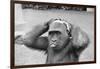 Gorilla Smashing Soccer Ball on Head-null-Framed Photographic Print