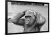 Gorilla Smashing Soccer Ball on Head-null-Framed Photographic Print