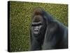 Gorilla with a Hedge-James W. Johnson-Stretched Canvas
