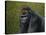 Gorilla with a Hedge-James W. Johnson-Stretched Canvas