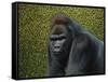 Gorilla with a Hedge-James W. Johnson-Framed Stretched Canvas