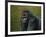 Gorilla with a Hedge-James W. Johnson-Framed Giclee Print