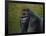 Gorilla with a Hedge-James W. Johnson-Framed Giclee Print