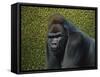 Gorilla with a Hedge-James W. Johnson-Framed Stretched Canvas