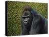 Gorilla with a Hedge-James W. Johnson-Stretched Canvas