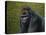 Gorilla with a Hedge-James W. Johnson-Stretched Canvas