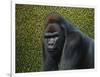 Gorilla with a Hedge-James W. Johnson-Framed Giclee Print