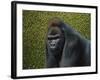 Gorilla with a Hedge-James W. Johnson-Framed Giclee Print