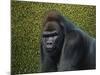 Gorilla with a Hedge-James W. Johnson-Mounted Giclee Print
