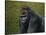 Gorilla with a Hedge-James W. Johnson-Stretched Canvas