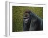 Gorilla with a Hedge-James W. Johnson-Framed Giclee Print